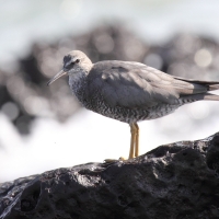 Ecuador, Galapagos. Espanola Island, Gardner Bay