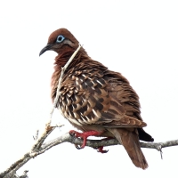 Ecuador, Galapagos. Espanola Island, Gardner Bay