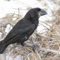 Ecuador, Galapagos. Espanola Island, Gardner Bay