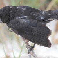 Ecuador, Galapagos. Espanola Island, Gardner Bay