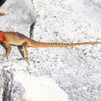 Ecuador, Galapagos. Espanola Island,  Suarez Point