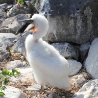 Ecuador, Galapagos. Espanola Island,  Suarez Point