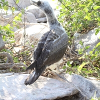 Ecuador, Galapagos. Espanola Island,  Suarez Point