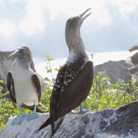 Ecuador, Galapagos. Espanola Island,  Suarez Point