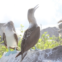 Ecuador, Galapagos. Espanola Island,  Suarez Point