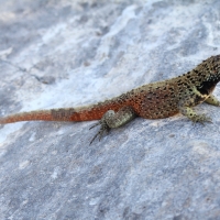 Ecuador, Galapagos. Espanola Island,  Suarez Point