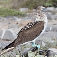 Ecuador, Galapagos. Espanola Island,  Suarez Point