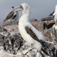 Ecuador, Galapagos. Espanola Island,  Suarez Point