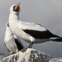 Ecuador, Galapagos. Espanola Island,  Suarez Point