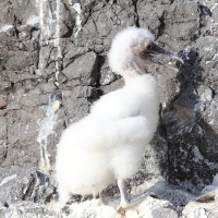 Ecuador, Galapagos. Espanola Island,  Suarez Point