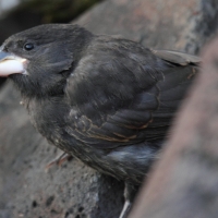 Ecuador, Galapagos. Espanola Island,  Suarez Point