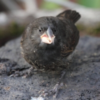 Ecuador, Galapagos. Espanola Island,  Suarez Point