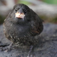 Ecuador, Galapagos. Espanola Island,  Suarez Point