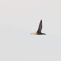 Ecuador, Galapagos. Espanola Island,  Suarez Point