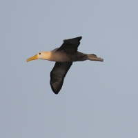 Ecuador, Galapagos. Espanola Island,  Suarez Point