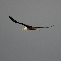 Ecuador, Galapagos. Espanola Island,  Suarez Point