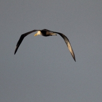 Ecuador, Galapagos. Espanola Island,  Suarez Point