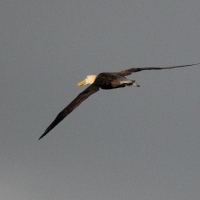 Ecuador, Galapagos. Espanola Island,  Suarez Point