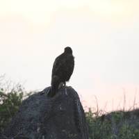 Ecuador, Galapagos. Espanola Island,  Suarez Point