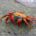 Ecuador, Galapagos. Espanola Island, Gardner Bay