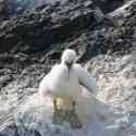 Ecuador, Galapagos. Espanola Island,  Suarez Point