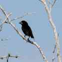 Ecuador, Galapagos. Espanola Island, Gardner Bay