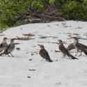 Ecuador, Galapagos. Espanola Island, Gardner Bay