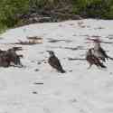 Ecuador, Galapagos. Espanola Island, Gardner Bay