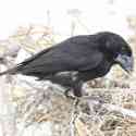 Ecuador, Galapagos. Espanola Island, Gardner Bay