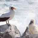 Ecuador, Galapagos. Espanola Island,  Suarez Point