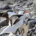 Ecuador, Galapagos. Espanola Island,  Suarez Point