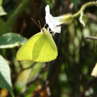 Ecuador, Galapagos. Santa Cruz, Cero Dragon.