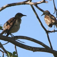 Ecuador, Galapagos. Santa Cruz, Cero Dragon.