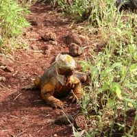 Ecuador, Galapagos. Santa Cruz, Cero Dragon.