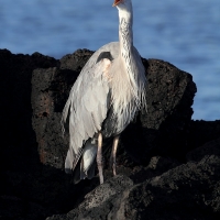 Ecuador, Galapagos. Santa Cruz, Cero Dragon.