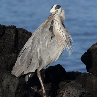 Ecuador, Galapagos. Santa Cruz, Cero Dragon.