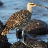 Ecuador, Galapagos. Santa Cruz, Cero Dragon.