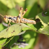 Ecuador, Galapagos. Santa Cruz, Cero Dragon.