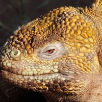 Ecuador, Galapagos. Santa Cruz, Cero Dragon.