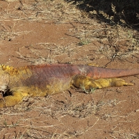 Ecuador, Galapagos. Santa Cruz, Cero Dragon.