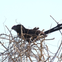 Ecuador, Galapagos. Santa Cruz, Cero Dragon.