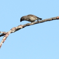 Ecuador, Galapagos. Santa Cruz, Cero Dragon.