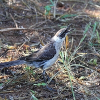 Ecuador, Galapagos. Santa Cruz, Cero Dragon.