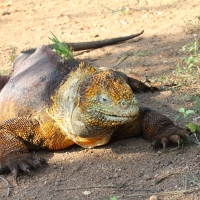 Ecuador, Galapagos. Santa Cruz, Cero Dragon.