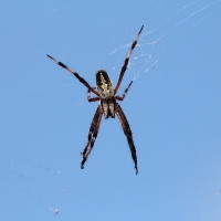 Ecuador, Galapagos. Santa Cruz, Cero Dragon.