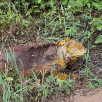 Ecuador, Galapagos. Santa Cruz, Cero Dragon.