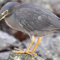 Ecuador, Galapagos. Santa Cruz, Cero Dragon.