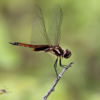 Ecuador, Galapagos. Santa Cruz, Cero Dragon.