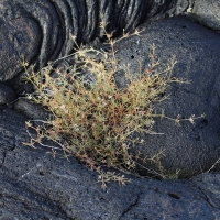 Ecuador, Galapagos. Santiago Island (Sullivan Bay)