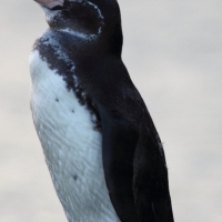 Ecuador, Galapagos. Santiago Island (Sullivan Bay)